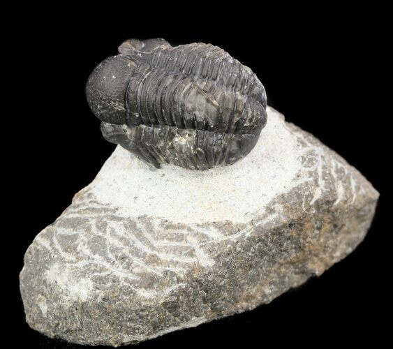 Bargain, Gerastos Trilobite Fossil - Morocco #52155